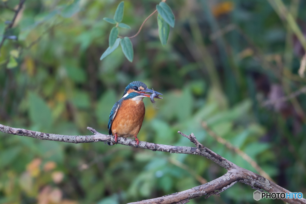 デザートゲット