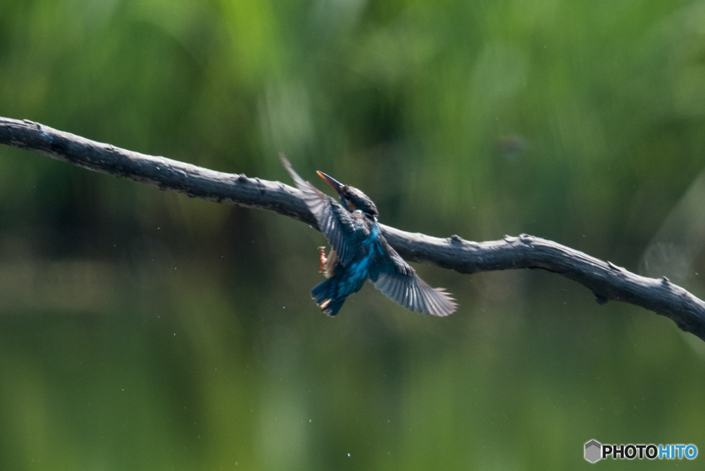 カワセミ 戻り5
