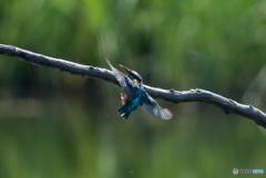 カワセミ 戻り5