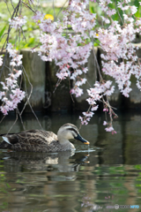 花暖簾をくぐって