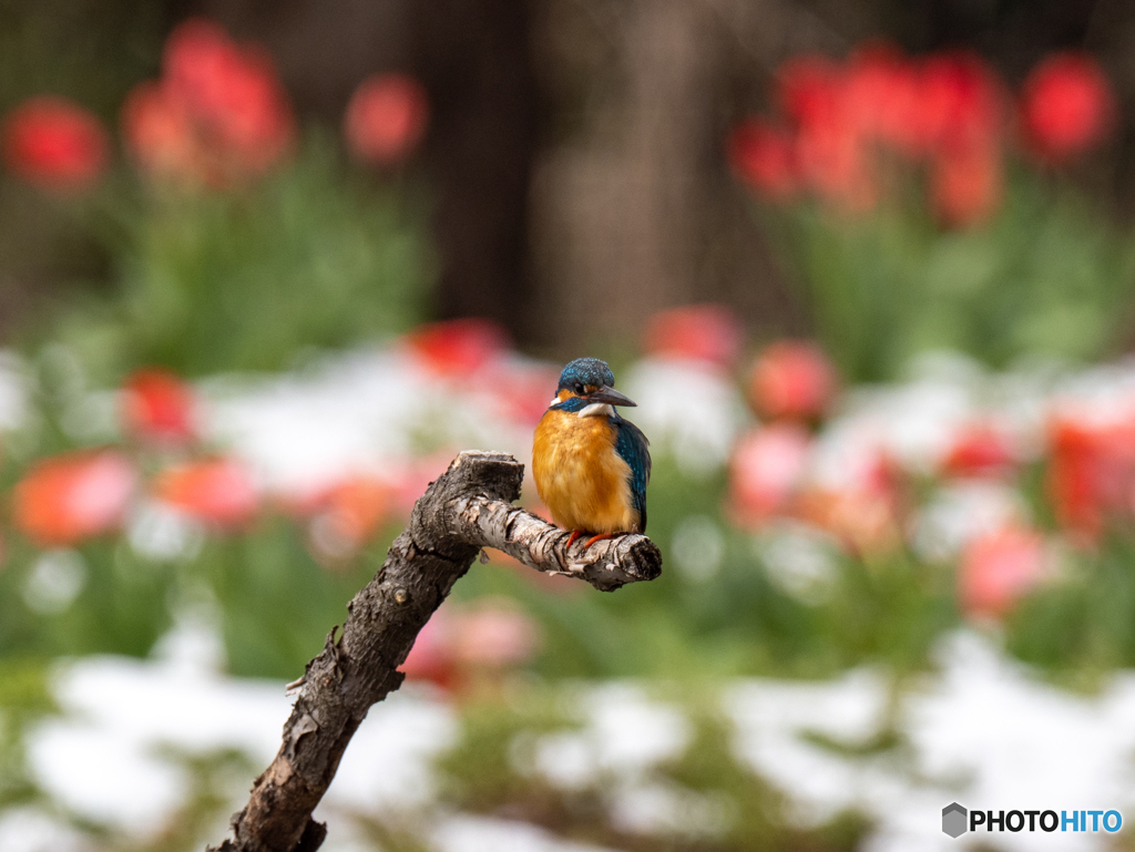 残雪をまぶして