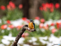 残雪をまぶして 残雪をまぶして