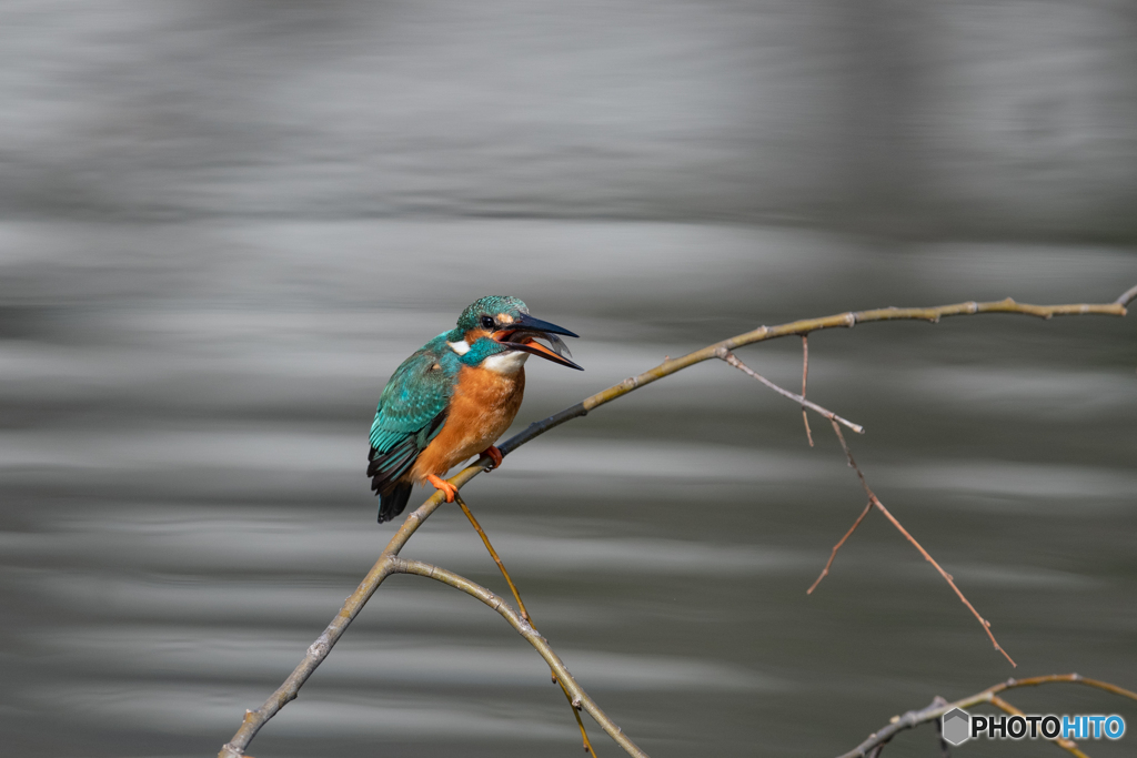 いただきま～す