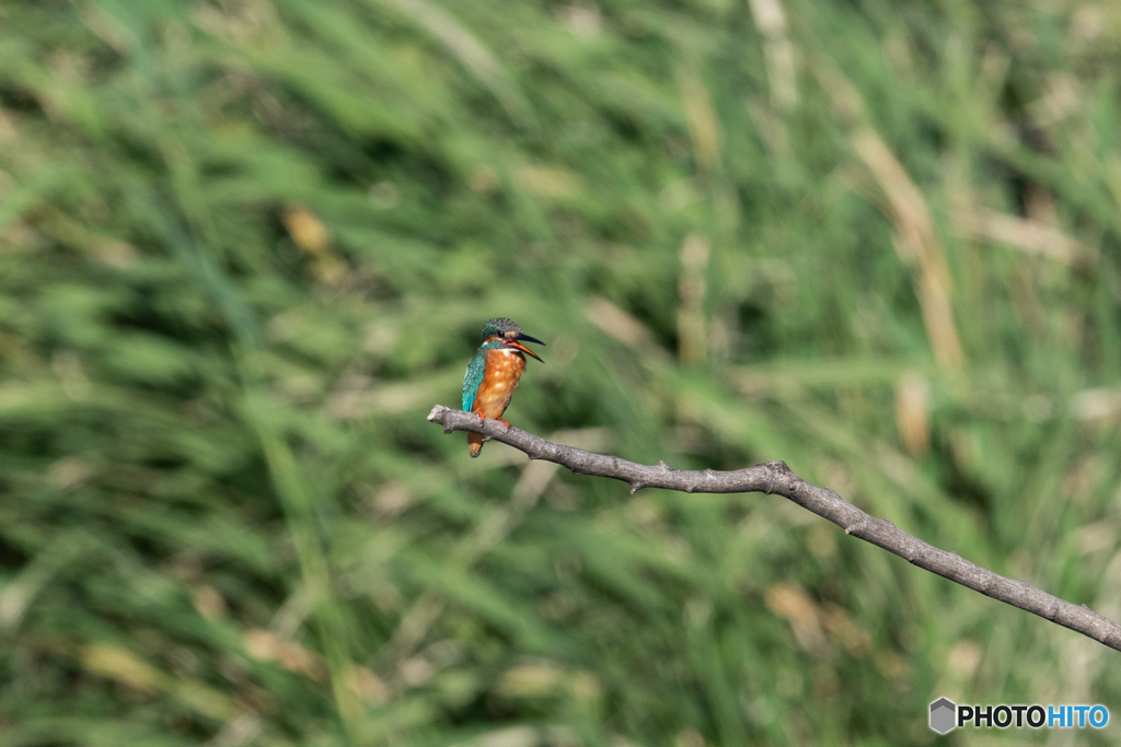 遠くて悪かったな！