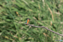 遠くて悪かったな！
