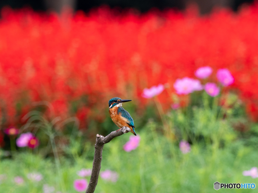 華やか