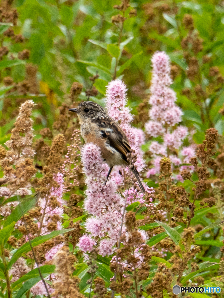 ノビ子花止まり