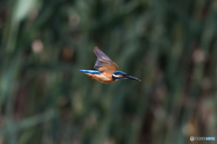 下面はオレンジ