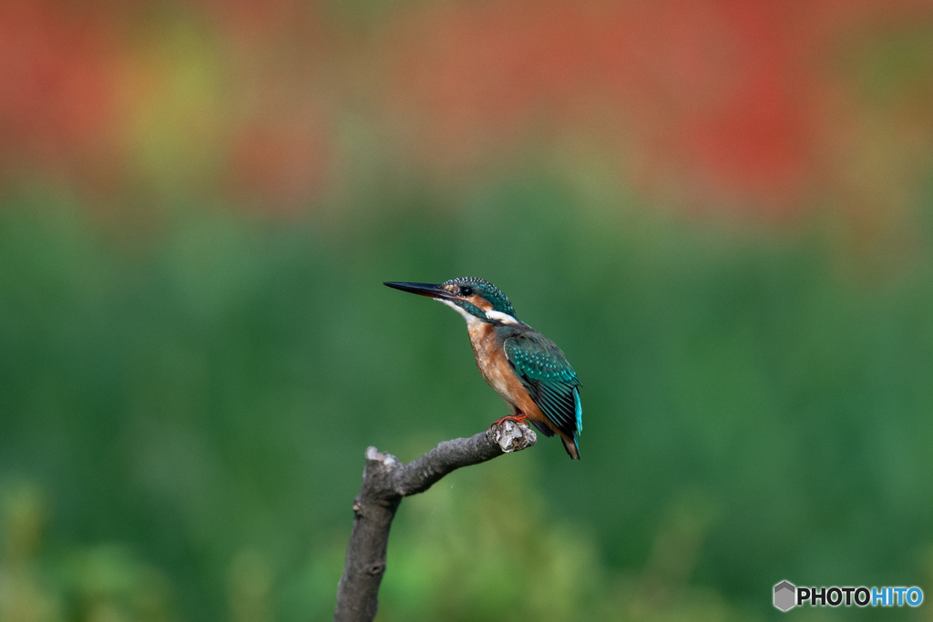 キラキラお目々