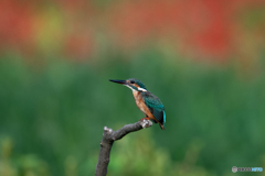 キラキラお目々