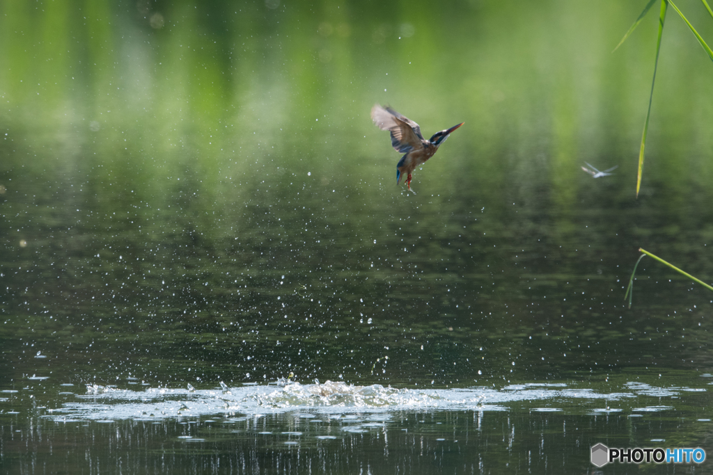水面からの飛び出し2