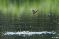 水面からの飛び出し2