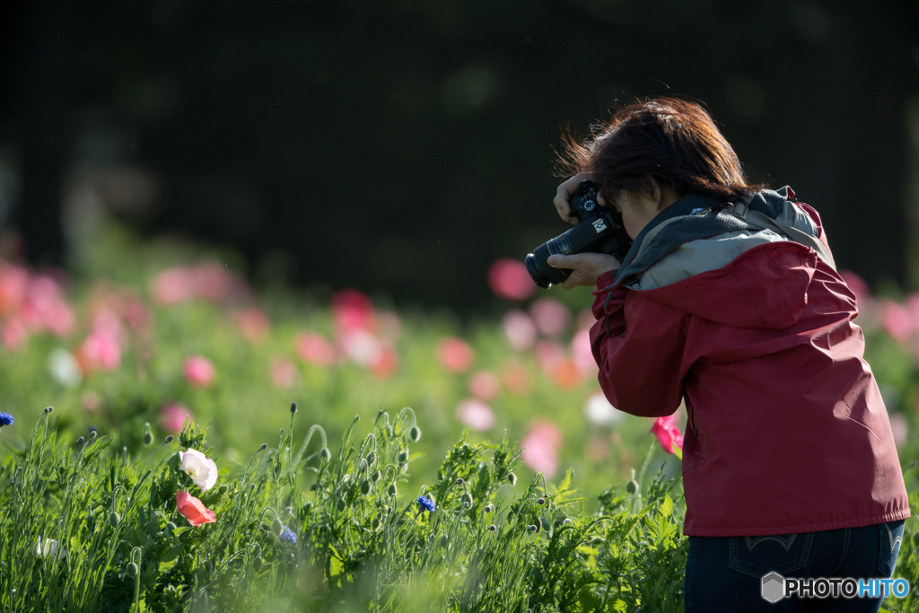 花撮りびと