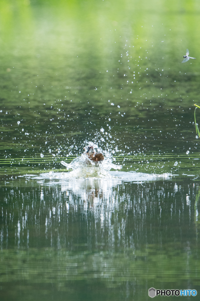 トンボさん、びっくりさせてm(__)m
