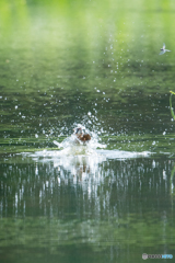 トンボさん、びっくりさせてm(__)m