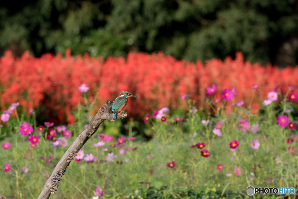 花に囲まれて