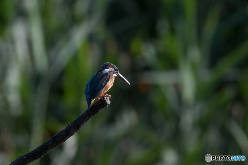 朝日に照らされ