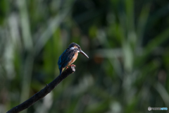 朝日に照らされ