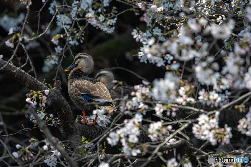 桜に囲まれてお休み