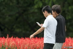 花よりポケモン