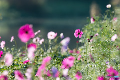 秋桜