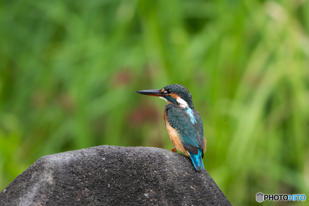 ぱっちりお目々