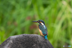 ぱっちりお目々