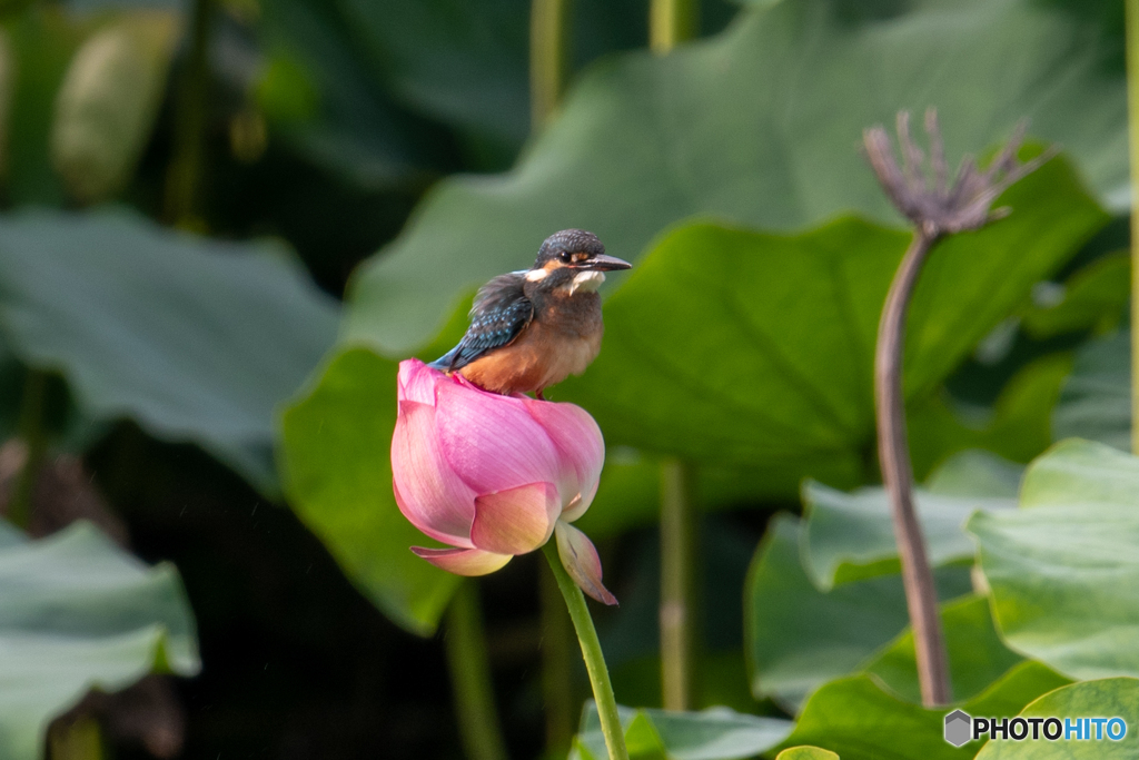 こちらは蕾? 花?