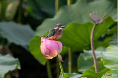 こちらは蕾? 花?