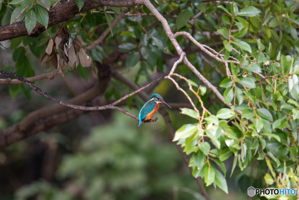 枝から見下ろす