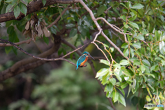 枝から見下ろす