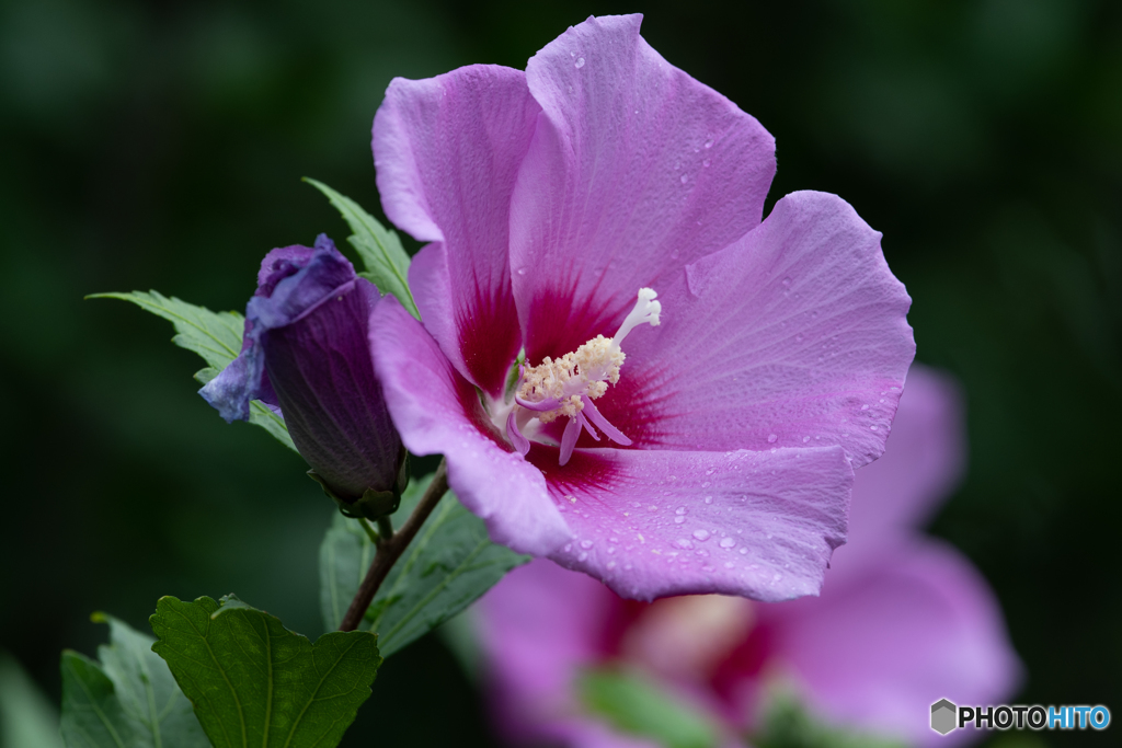 望遠でマクロ風