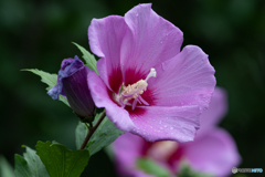 望遠でマクロ風