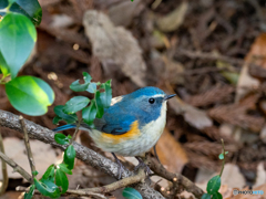 おすましポーズ おすましポーズ
