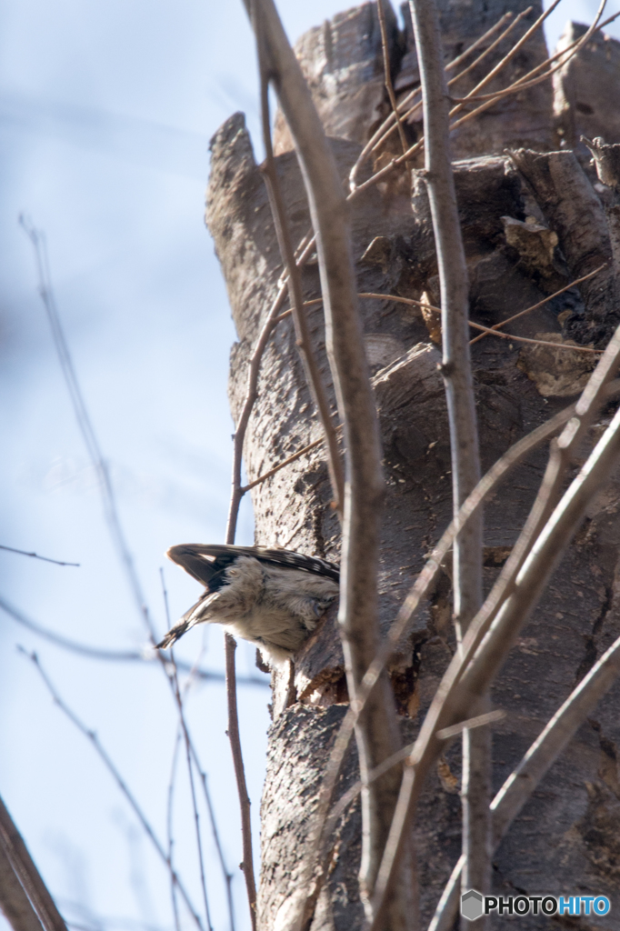 コゲラ 仕事中2