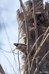 コゲラ 仕事中2 コゲラ 仕事中2