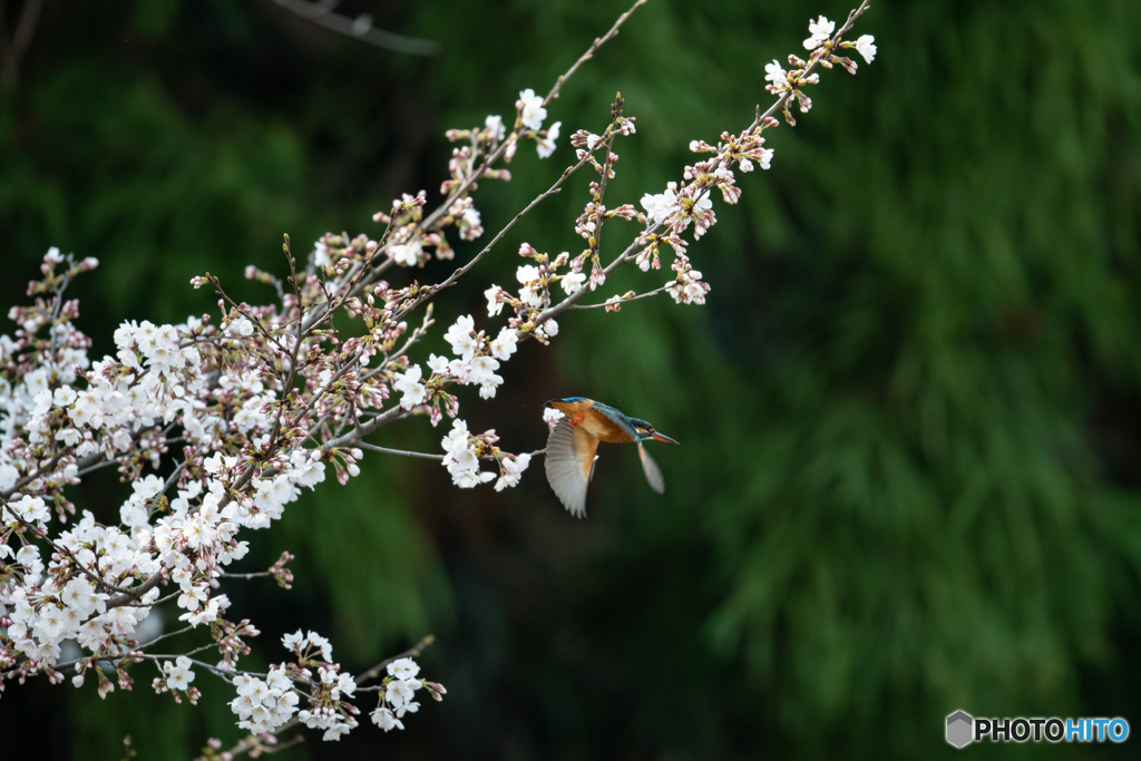 桜飛び出し