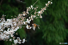 桜飛び出し