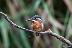 ちょっと気が強そう♡