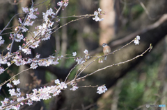 ホオジロ 桜と共に ホオジロ 桜と共に