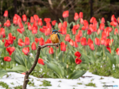 チューリップの中に紛れて チューリップの中に紛れて