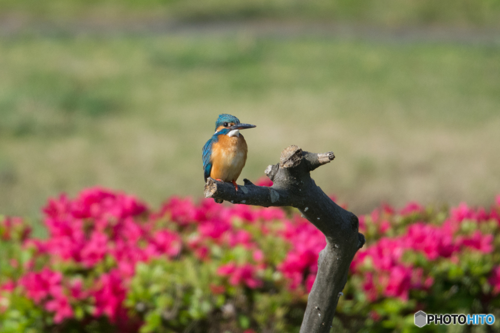 ツツジをバックに