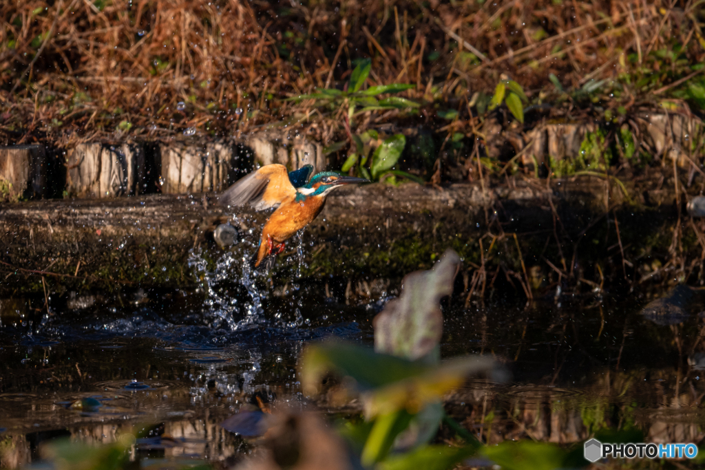 オレンジに輝く