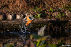オレンジに輝く