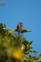 今度は鳥ちゅんも一緒に