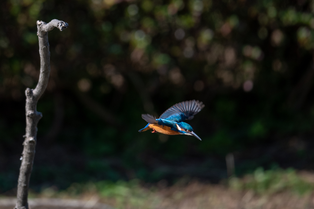 こっちでした(^-^;