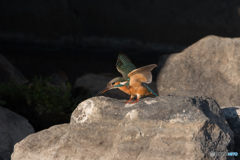 エンジェルポーズからの