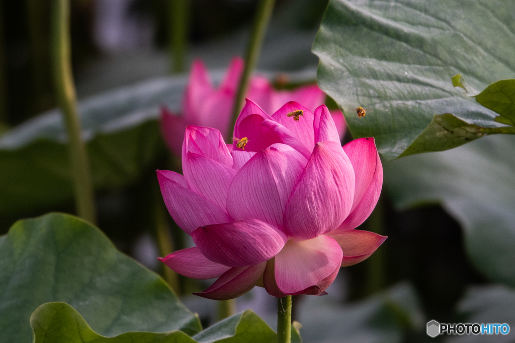 ハチにもてもて♡