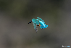 エメラルドブルー