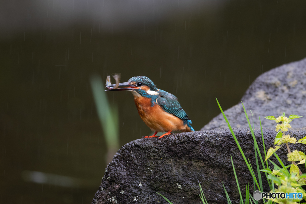 雨でも頑張ります